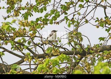 Pied flycatcher o semi-collare flycatcher nome latino ficedula hypoleuca o ficedula semitorquata alimentando in un olmo o olmo in Italia centrale in Foto Stock