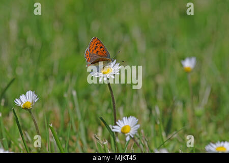 Femmina viola-shot butterfly molto vicino fino nome latino lycaena alciphron sottospecie gordius alimentazione su una margherita nome latino bellis perennis compositae Foto Stock