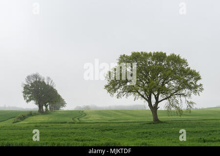 La nebbia di mattina, comunità di smorzare, paesaggio Schwansen, Schleswig-Holstein, Germania del Nord, Europa Foto Stock