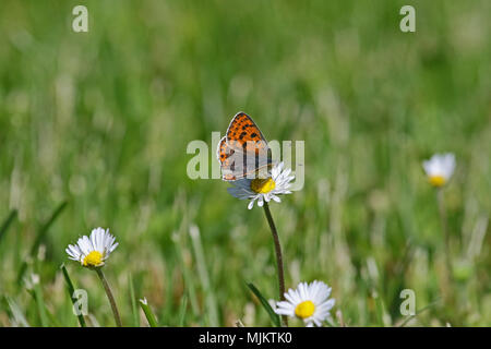 Femmina viola-shot butterfly molto vicino fino nome latino lycaena alciphron sottospecie gordius alimentazione su una margherita nome latino bellis perennis compositae Foto Stock