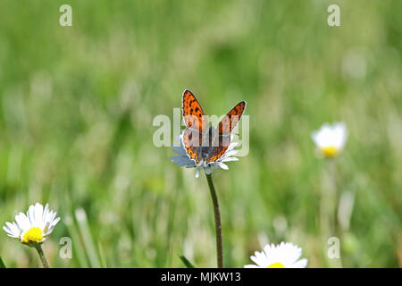 Femmina viola-shot butterfly molto vicino fino nome latino lycaena alciphron sottospecie gordius alimentazione su una margherita nome latino bellis perennis compositae Foto Stock