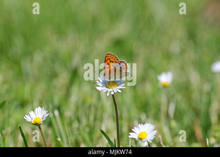 Femmina viola-shot butterfly molto vicino fino nome latino lycaena alciphron sottospecie gordius alimentazione su una margherita nome latino bellis perennis compositae Foto Stock