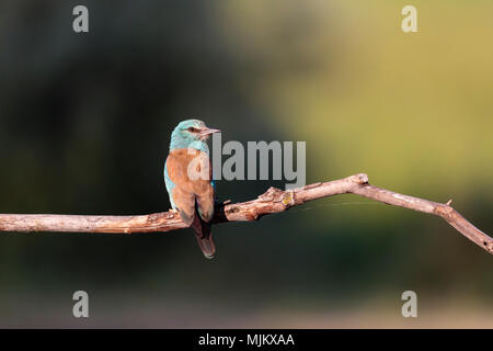 Rullo sul ramo di un albero nel Delta del Danubio Romania Foto Stock