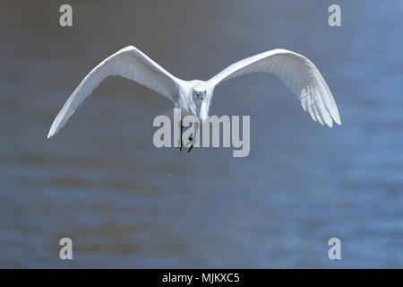 Grande airone bianco in volo su un lago blu Foto Stock