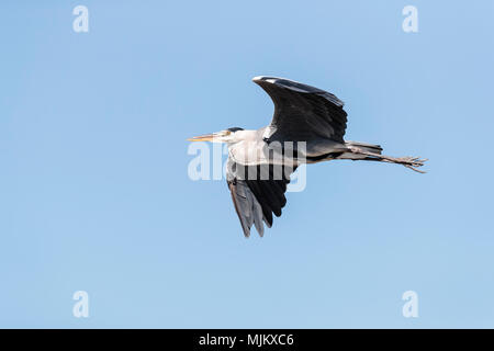 Airone cenerino in volo contro un cielo blu chiaro Foto Stock