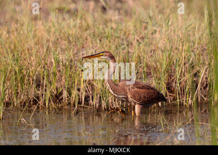 Airone rosso pesca in un lago nel Delta del Danubio in Romania Foto Stock