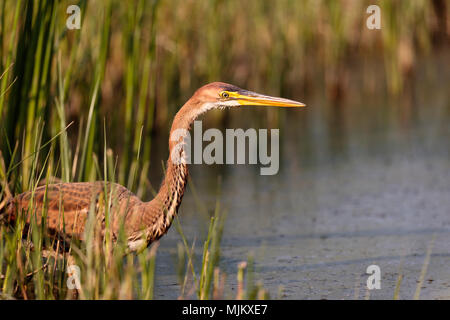 Airone rosso pesca in un lago nel Delta del Danubio in Romania Foto Stock