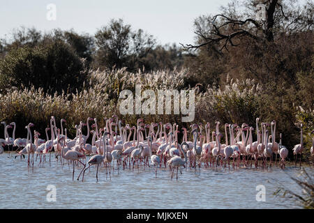 Maggiore i fenicotteri nella Camargue Francia Foto Stock