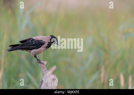 Cornacchia mantellata nel Delta del Danubio Romania Foto Stock