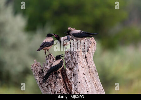 Cornacchia mantellata alimentando un pulcino nel Delta del Danubio Romania Foto Stock