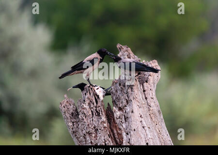 Cornacchia mantellata alimentando un pulcino nel Delta del Danubio Romania Foto Stock