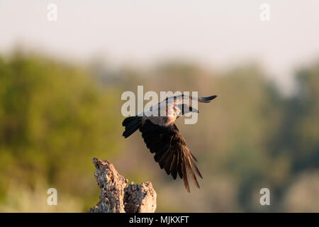 Cornacchia mantellata nel Delta del Danubio Romania Foto Stock