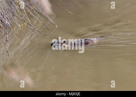 Coypu nuoto nella Camargue Foto Stock