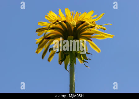 Giallo tarassaco sopra la molla blu del cielo. Close up macro vista dal basso Foto Stock