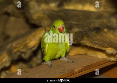 Giovani capretti anello verde a collo di parrocchetto (Psittacula krameri) BIRD (parrot) con becco rosso appollaiato in loft / mansarda / spazio sul tetto di casa di isolamento Foto Stock