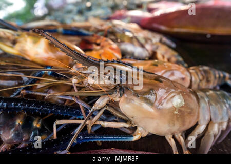 Aragosta fresca sul mercato di frutti di mare. Vista dettagliata Foto Stock