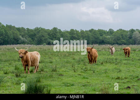 Quattro mucche highland tutte rivolte verso la parte anteriore sinistra della foto ma la diffusione di una linea Foto Stock