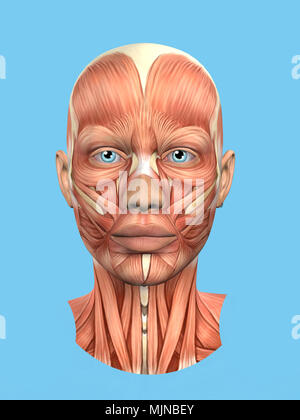 Anatomia vista frontale dei grandi muscoli facciali di una donna tra cui procerus, massetere, orbicularis oculi, zygomaticus, buccinatore e nasalis. Foto Stock