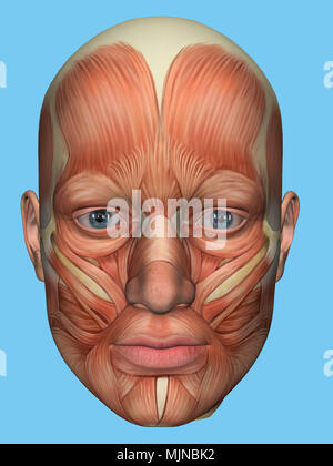 Anatomia vista frontale dei grandi muscoli facciali di un uomo. Foto Stock