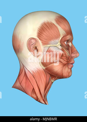 Anatomia vista laterale del viso. Foto Stock