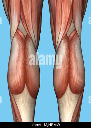 Anatomia della parte posteriore della gamba. Foto Stock