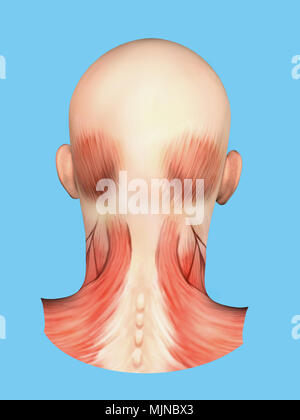 Anatomia di muscoli della parte posteriore della testa Foto Stock