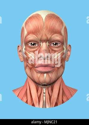 Anatomia vista frontale dei grandi muscoli facciali di un uomo. Foto Stock