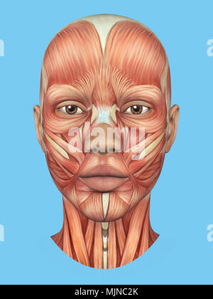 Anatomia vista frontale dei grandi muscoli facciali di una donna. Foto Stock
