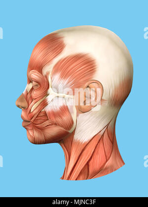 Anatomia vista laterale dei muscoli facciali. Foto Stock