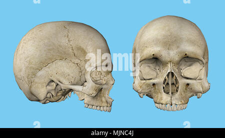 Cranio del maschio umano Foto Stock