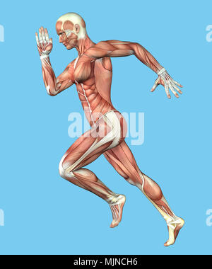 Anatomia del muscolo del Maschio nel movimento di corsa Foto Stock