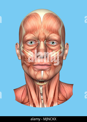 Anatomia vista frontale dei grandi muscoli facciali di un uomo compreso occipitofrontalis, procerus, massetere, orbicularis e zygomaticus, buccinatore. Foto Stock