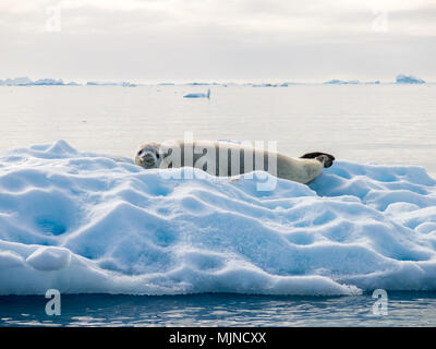 Guarnizione Crabeater, Lobodon carcinophagus, appoggiato su un pezzo di ghiaccio galleggiante nella baia Andvord, Penisola Antartica, Antartide Foto Stock