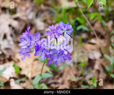 Luminose fiori viola di un bosco phlox impianto in una foresta di primavera. Foto Stock