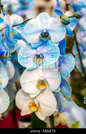 Close-up di Belle Blue Orchid, Phalaenopsis amabilis. Su un fusto sono fiori blu e fiori di colore bianco con venature blu. Foto verticale Foto Stock