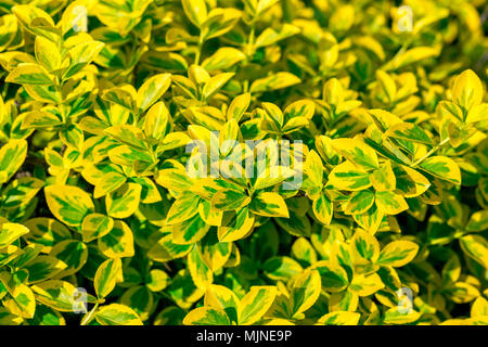 Di colore giallo brillante foglie verdi di Euonymus fortunei Emerald n oro dello sfondo. Messa a fuoco selettiva Foto Stock