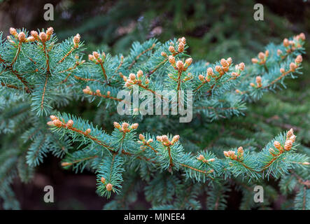 Blue Colorado abete, picea pungens, rami con nuovi germogli in primavera. Aghi giovani appaiono. Bellissimo sfondo naturale. Messa a fuoco selettiva Foto Stock