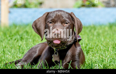 Brown cucciolo di cane disteso di fronte alla macchina fotografica e attaccare fuori la sua linguetta rosa Foto Stock
