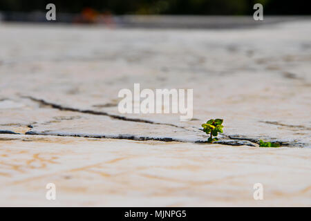 Flower è crescente tra le sacre pietre del sancturay di Nemesis in Rhamnous nel nord- est Attica in Grecia. Foto Stock