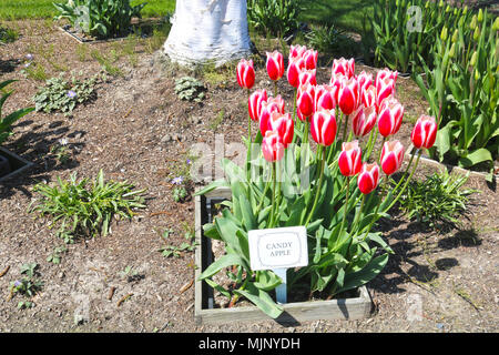 Candy Apple tulipani alla base di una betulla con una etichetta di riconoscimento del tipo di tulipani - situato al Tulip città in Mount Vernon, Washington durante