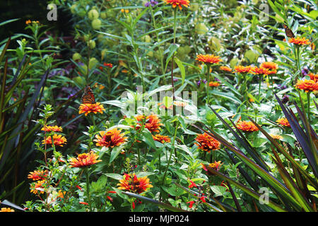 Farfalla monarca appoggiato su zinnia fiore in un giardino con zinnias, dracaena e piante a palloncino Foto Stock