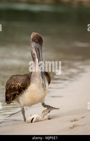 Brown Pelican mangiare una piccola Shark (Pelecanus occidentalis) nelle isole Galapagos, Ecuador Foto Stock