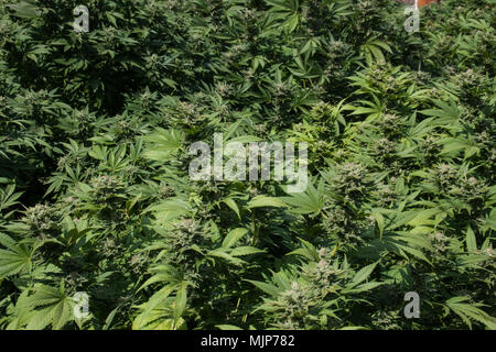 La Cannabis le piante di marijuana crescere all'aperto Foto Stock