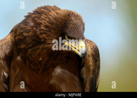 Ritratto di un Africano tawny eagle (aquila rapax) Foto Stock