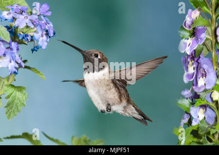 Colibrì; nero-chinned Hummingbird ; Madera Canyon, Arizona Foto Stock