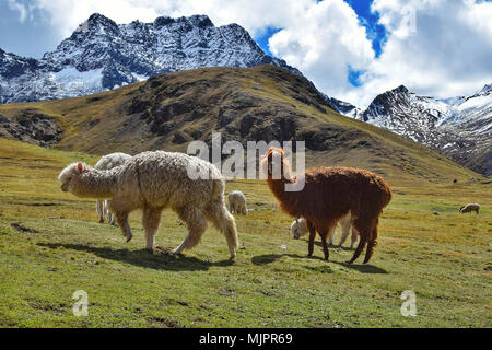 Alpaca vicino ai monti della Vinicunca (Perù) Foto Stock