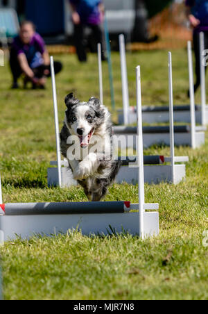 Brentwood Essex, 6 maggio 2018 Tutto su cani mostrano a Brentwood, Essex, - cane sulla agilità di credito corso Ian Davidson/Alamy Live News Foto Stock