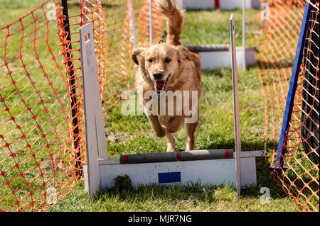 Brentwood, Essex, 6 maggio 2018, Tutto su cani mostrano, Brentwood, Essex,, cane sul corso di agilità, Credito Ian Davidson/Alamy Live News Foto Stock