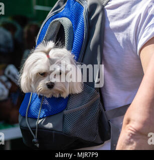 Brentwood, Essex, 6 maggio 2018 un cane prende un giro in uno zaino a Tutto su cani mostrano, Brentwood Essex Ianh credito Davidson/Alamy Live News Foto Stock