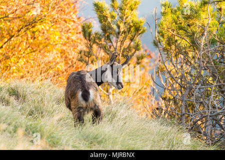 I giovani camosci dalle Alpi italiane, Rupicapra rupicapra Foto Stock